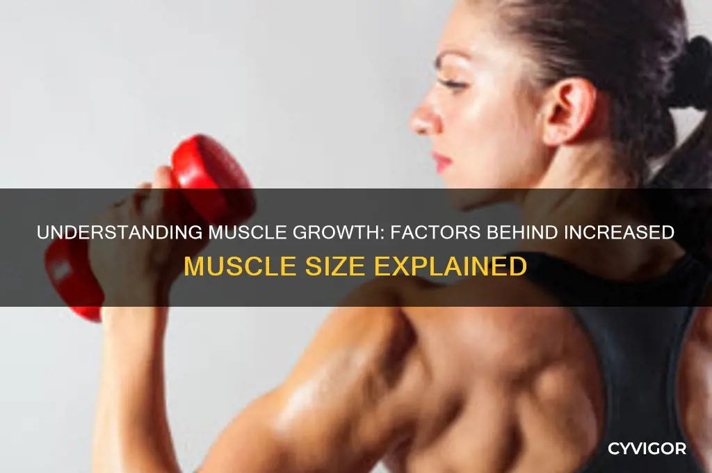 what causes a muscle to increase in size