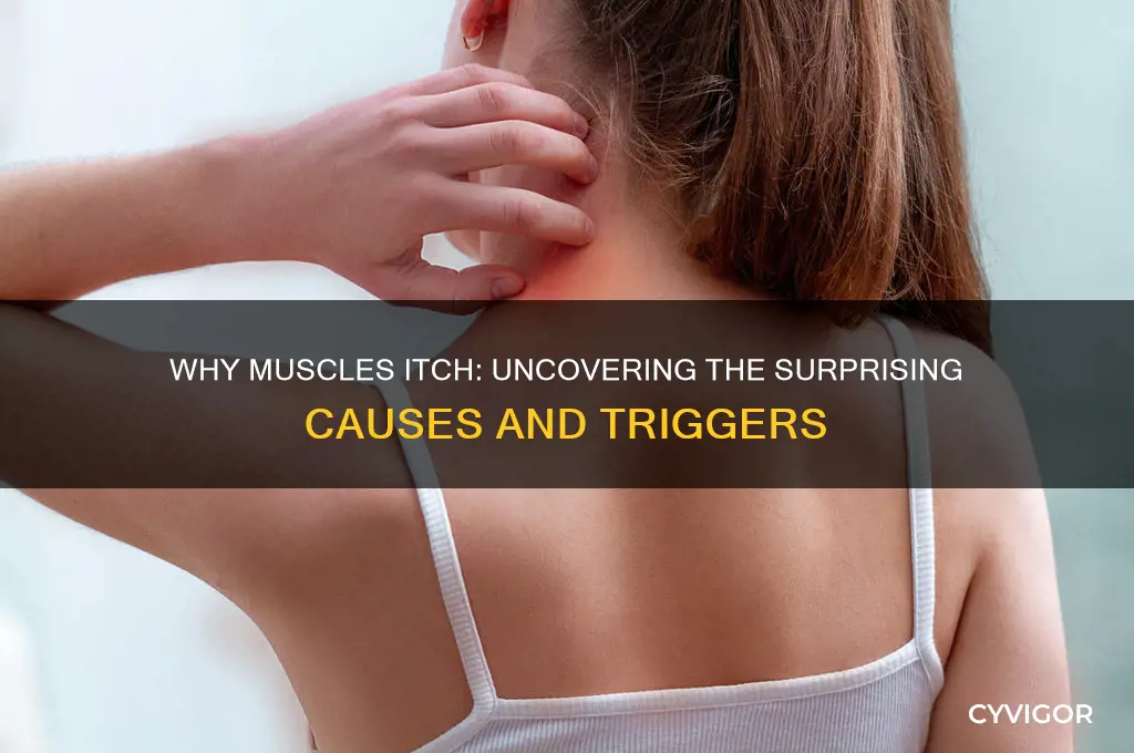 what causes a muscle to itch