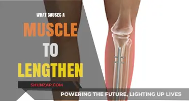 Understanding Muscle Lengthening: Causes, Mechanisms, and Physiological Factors