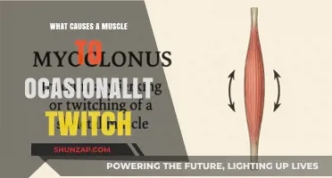 Why Muscles Twitch: Uncovering the Causes of Occasional Muscle Spasms