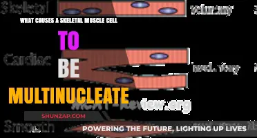 Why Skeletal Muscle Cells Have Multiple Nuclei: Unraveling the Mystery
