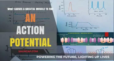 Unraveling the Triggers: How Skeletal Muscles Generate Action Potentials