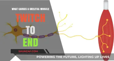 Understanding the Mechanisms Behind Skeletal Muscle Twitch Termination