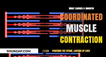 Understanding the Science Behind Smooth, Coordinated Muscle Contractions