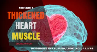 Understanding Thickened Heart Muscle: Causes, Risks, and Prevention Strategies