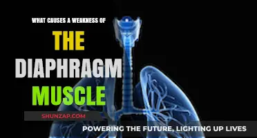 Understanding Diaphragm Muscle Weakness: Causes and Contributing Factors