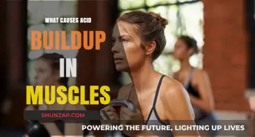 Unraveling the Causes of Acid Buildup in Muscles During Exercise