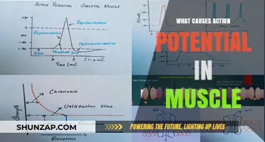 Unraveling the Triggers: What Causes Action Potential in Muscle?