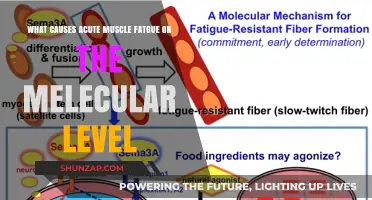 Molecular Mechanisms Behind Acute Muscle Fatigue: Causes and Insights