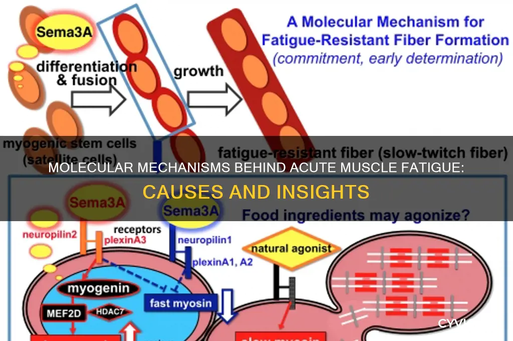 what causes acute muscle fatgue on the melecular level