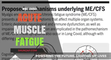 Unraveling the Root Causes of Acute Muscle Fatigue: A Comprehensive Guide