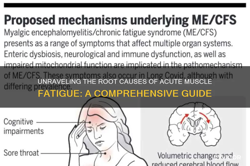 what causes acute muscle fatgue