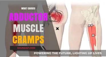Understanding Adductor Muscle Cramps: Causes and Prevention Strategies