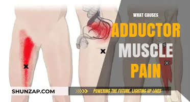 Understanding Adductor Muscle Pain: Causes, Symptoms, and Effective Treatments