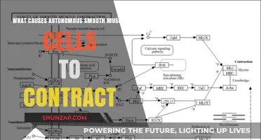 Unraveling the Triggers: What Causes Autonomous Smooth Muscle Contractions?