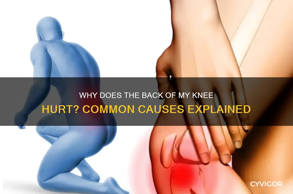 what causes back of my knee muscles to hurt
