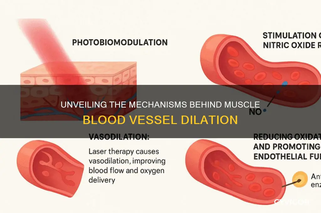 what causes blood vessels in muscles to dilate