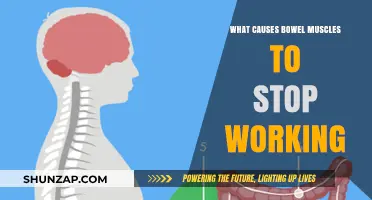 Understanding Bowel Muscle Failure: Causes and Impact on Digestion