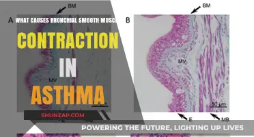 Understanding Asthma: Triggers Behind Bronchial Smooth Muscle Contraction