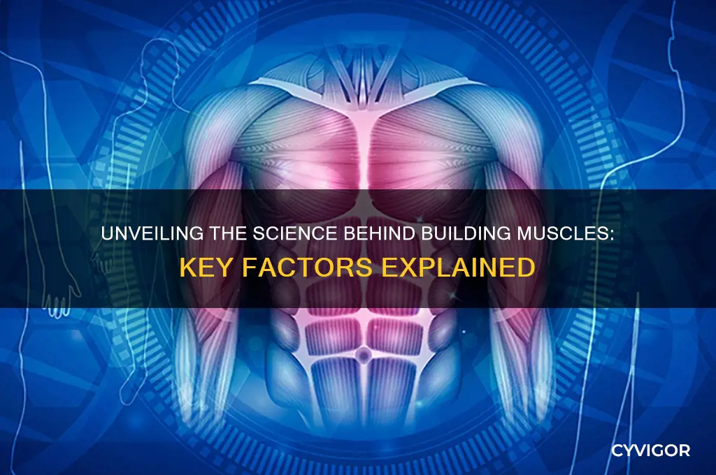 what causes bulding muscles