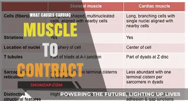 Understanding Cardiac Muscle Contraction: Key Triggers and Mechanisms Explained