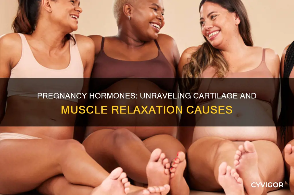 what causes cartilage and muscles to relax during pregnancy