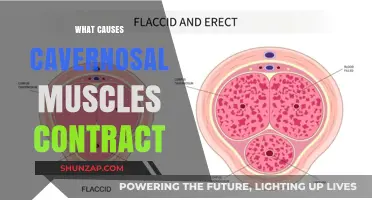 Understanding Cavernosal Muscle Contractions: Causes and Mechanisms Explained