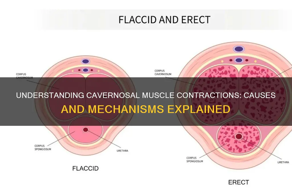 what causes cavernosal muscles contract