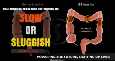 Understanding Slow Colon Muscle Contractions: Causes and Implications