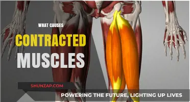 Understanding Contracted Muscles: Causes, Symptoms, and Effective Relief Strategies