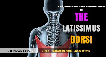 Understanding Latissimus Dorsi Muscle Fiber Contraction: Causes and Mechanisms