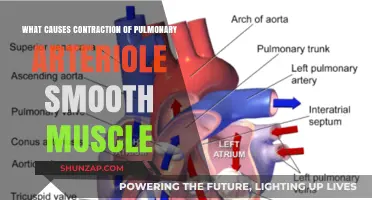 Pulmonary Arteriole Smooth Muscle Contraction: Causes and Mechanisms Explained