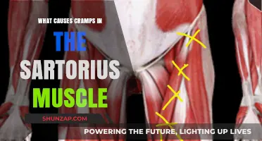 Understanding Sartorius Muscle Cramps: Causes and Prevention Strategies