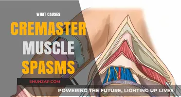 Understanding Cremaster Muscle Spasms: Causes and Triggers Explained