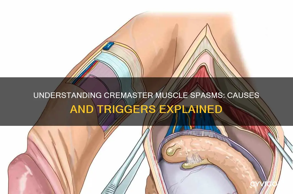 what causes cremaster muscle spasms