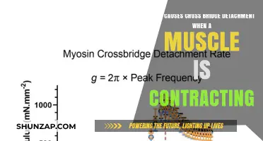 Understanding Cross Bridge Detachment During Muscle Contraction: Key Factors Explained