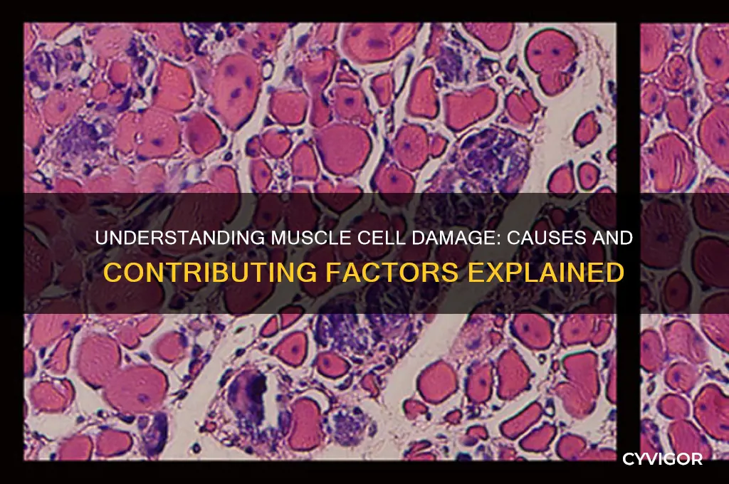 what causes damage of muscle cell