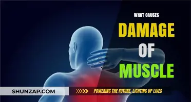 Understanding Muscle Damage: Causes, Prevention, and Recovery Strategies