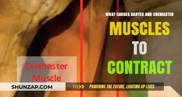 Understanding Dartos and Cremaster Muscle Contractions: Causes and Triggers