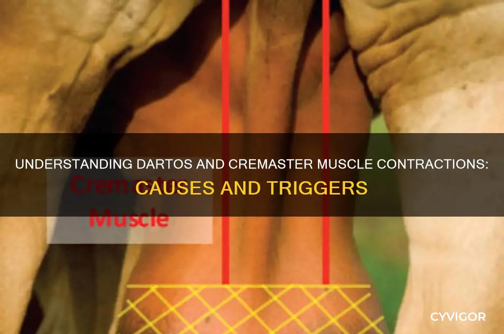 what causes dartos and cremaster muscles to contract