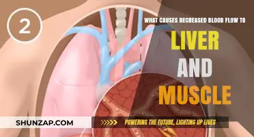 Understanding Causes of Reduced Blood Flow to Liver and Muscles