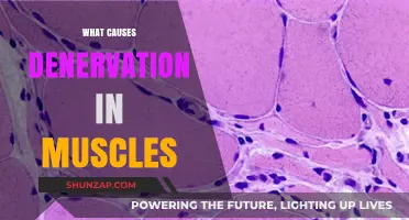 Understanding Denervation: Causes of Muscle Weakness and Atrophy Explained