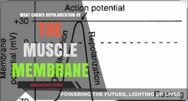 Understanding Muscle Membrane Depolarization: Causes and Mechanisms Explained