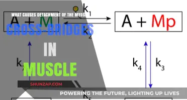 Understanding Myosin Cross-Bridge Detachment in Muscle Contraction Mechanisms
