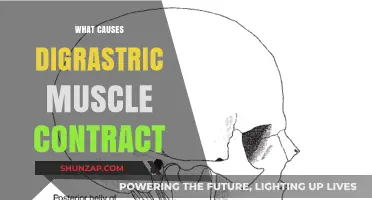 Understanding Digastric Muscle Contractions: Causes and Triggers Explained