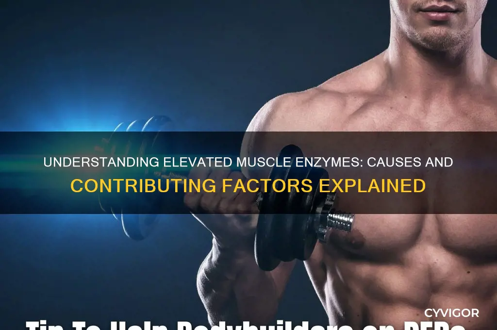 what causes elevated enzymes in muscles