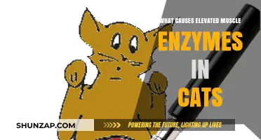 Understanding Elevated Muscle Enzymes in Cats: Causes and Concerns