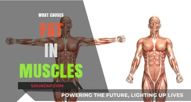 Unveiling the Surprising Factors Behind Muscle Fat Accumulation