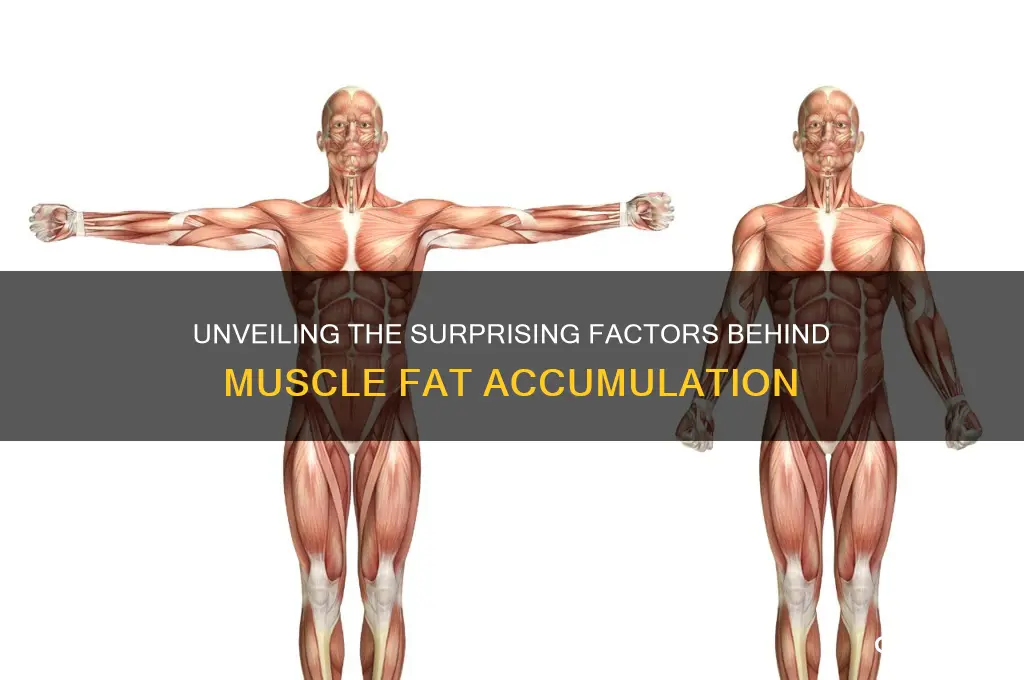 what causes fat in muscles