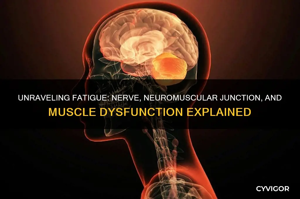 what causes fatigue in a nerve nmj muscle